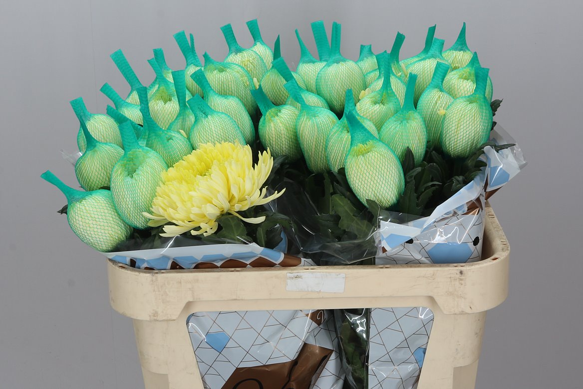 Farm Fresh Chrysanthemum G Magnum Yellow (Bunch of 10 stems, Length 70cm)