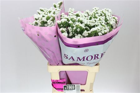 Farm Fresh Limonium S Silvery Sun Birds(Bunch of 25 stems, length 80cm)