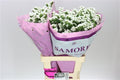 Farm Fresh Limonium S Silvery Sun Birds(Bunch of 25 stems, length 80cm)