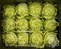 Farm Fresh Rosa Ecuadorian Gr Lemonade(Bunch of 25 stems, Length 60cm)