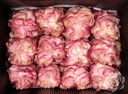 Farm Fresh Rosa Ecuadorian Gr Country Candy (Bunch of 25 stems, Length 60cm)