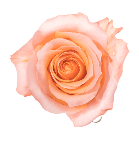 Farm Fresh Rosa Ecuadorian Gr Coral Reef (Bunch of 25 stems, Length 60cm)
