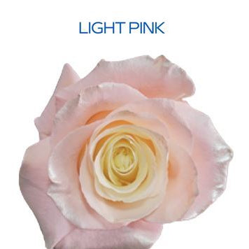Farm Fresh Rosa Ecuadorian Gr Tinted pink(Bunch of 25 stems, Length 60cm)