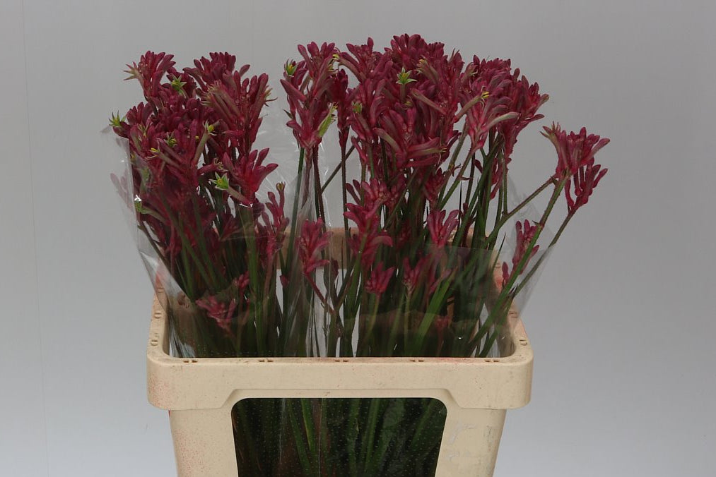 Farm Fresh Anigozanthos Bush Mini Pearl(Bunch of 20 Stems, Length 70cm)