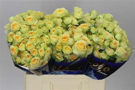 Farm Fresh Rosa Tr Bandolero(Bunch of 10 stems, Length 60cm)