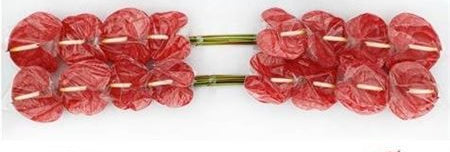 Anthirium Rambla(Bunch of 16 stems)