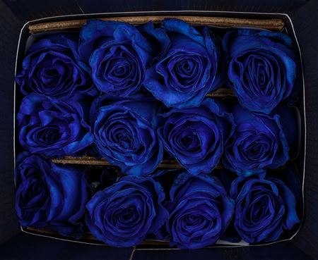 Farm Fresh Rosa Ecuadorian Gr Mondial Blue Tinted(Bunch of 25 stems, Length 60cm)