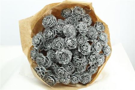 Dried Cederroos Silver