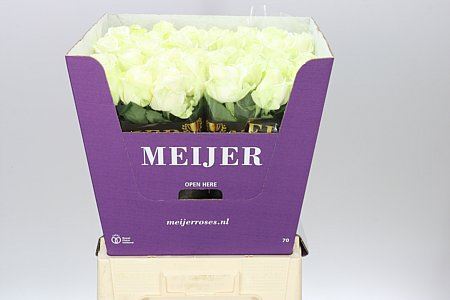 Farm Fresh Rosa Gr Avalanche Meijer White (Bunch of 10 stems, Length 70cm)