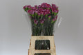 Farm Fresh Carnation Hypnosis (Bunch of 20 stems, Length 70cm)