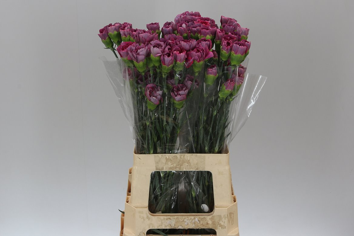Farm Fresh Carnation Hypnosis (Bunch of 20 stems, Length 70cm)