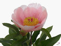 Farm Fresh Paeonia Salmon Saucer(Bunch of 10stems, Length 60cm)