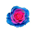Farm Fresh Rosa Ecuadorian Gr Tinted Barbie Star(Bunch of 25 stems, Length 60cm)