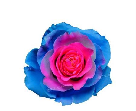 Farm Fresh Rosa Ecuadorian Gr Tinted Barbie Star(Bunch of 25 stems, Length 60cm)