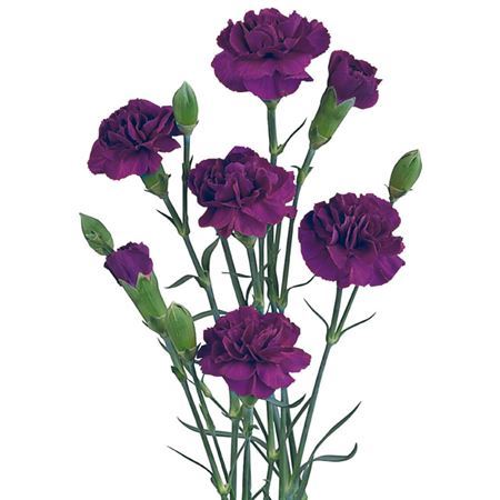 Farm Fresh Spray Carnations Purple (Bunch of 25 stems, Length 70cm)