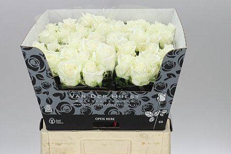 Farm Fresh Rosa Gr Noelia(Bunch of 10 stems, Length 60cm)