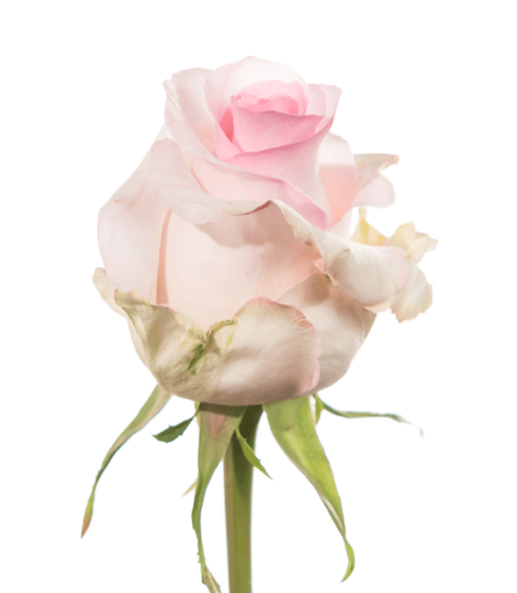 Farm Fresh Rosa Ecuadorian Gr Nena (Bunch of 25 stems, Length 50cm)