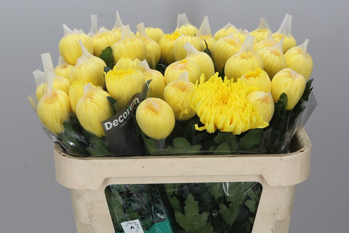 Farm Fresh Chrysanthemum G Pjotr(Bunch of 10 stems, Length 70cm)