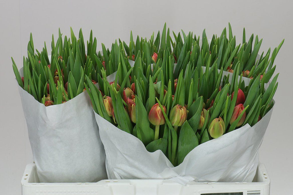 Farm Fresh Tulipa Du Columbus( Bunch of 50stems, Length 36cm)