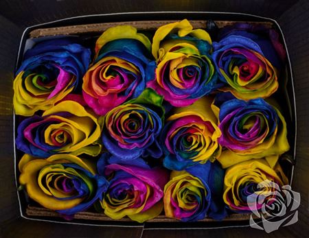 Farm Fresh Rosa Ecuadorian Gr  Tinted Rainbow(Bunch of 25 stems, Length 50cm)