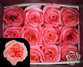 Farm Fresh Rosa Ecuadorian Gr Pink Xpression(Bunch of 25 stems, Length 60cm)