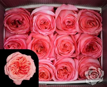Farm Fresh Rosa Ecuadorian Gr Pink Xpression(Bunch of 25 stems, Length 60cm)