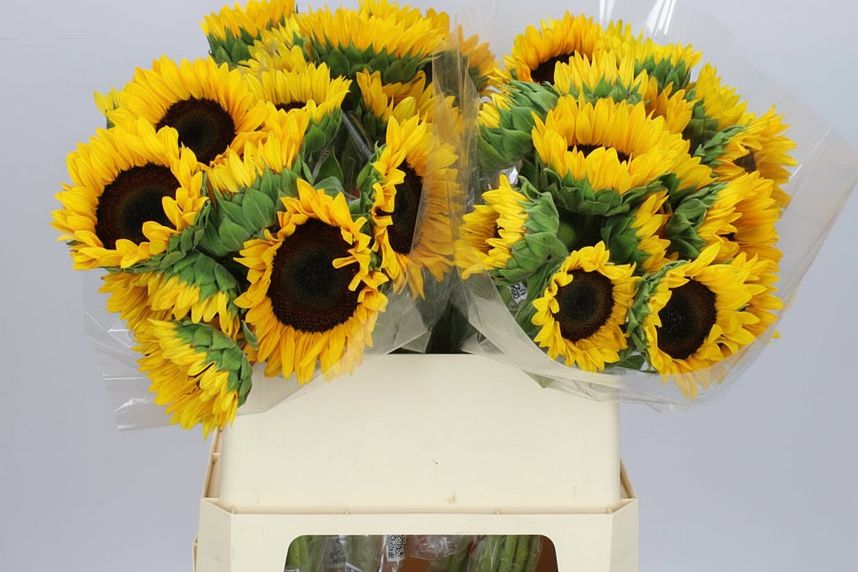 Farm Fresh Helianthus Import(Bunch of 10 stems, Length 65cm)