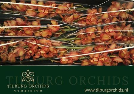 Farm Fresh orchid/Cymbidium T Oranj Holland(Bunch of 1 stem, Length 50cm)