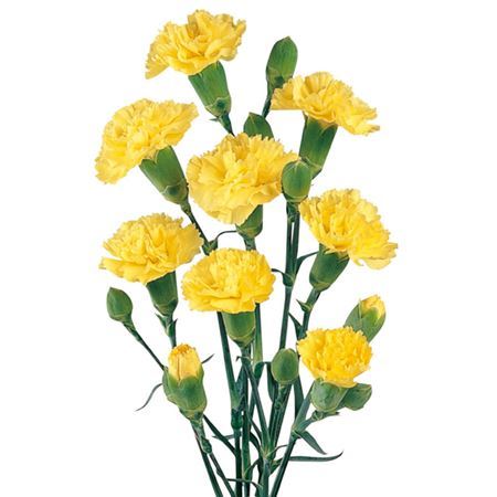 Farm Fresh Spray Carnation Yellow(Bunch of 25stems, Length 60-70cm)