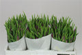 Farm Fresh Tulipa En Laptop ( Bunch of 50stems, Length 36cm)