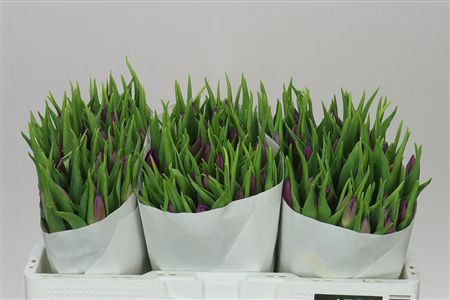 Farm Fresh Tulipa En Laptop ( Bunch of 50stems, Length 36cm)