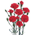 Farm Fresh Spray Carnations Red (Bunch of 25 stems, Length 70cm)