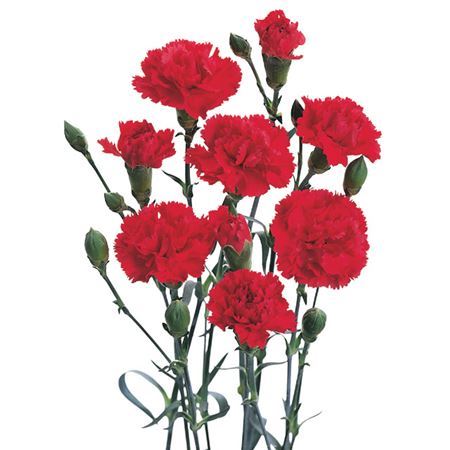 Farm Fresh Spray Carnations Red (Bunch of 25 stems, Length 70cm)