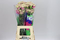 Farm Fresh Carnation Antiqua(Bunch of 20units, Length 70cm)
