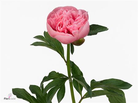 Farm Fresh Paeonia Etched Salmon (Bunch of 10stems, Length 55cm)