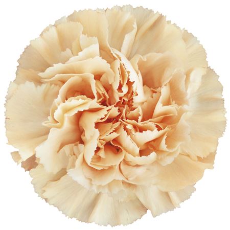 Farm Fresh Carnation Gold(Bunch of 25 stems, Length 70cm)