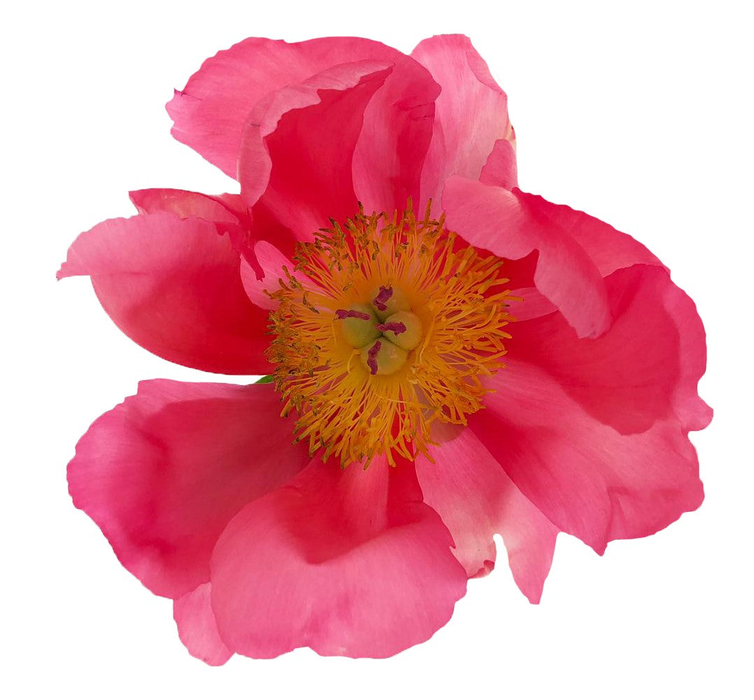Farm Fresh Paeonia Flame(Bunch of 10stems, Length 50cm)