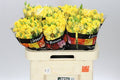 Farm Fresh Rosa Tr Mariah (Bunch of 10 stems, Length 60cm)