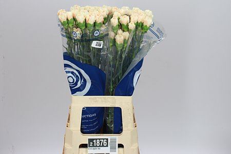 Farm Fresh Carnation Di St Apple Tea(Bunch of 20stems, Length 70cm)