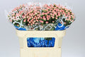 Farm Fresh Hypercium Coco Tiamo(Bunch of 10stems, Length 50cm)