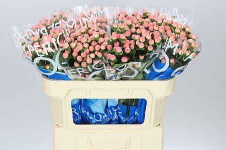 Farm Fresh Hypercium Coco Tiamo(Bunch of 10stems, Length 70cm)
