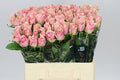Farm Fresh Rosa Gr Athena Royale (Bunch of 10 stems, Length 60cm)