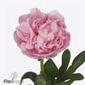 Farm Fresh Paeonia Marguerite Gérard(Bunch of 10stems, Length 60cm)