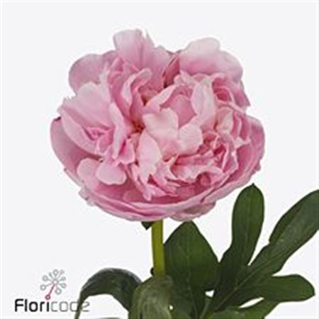 Farm Fresh Paeonia Marguerite Gérard(Bunch of 10stems, Length 60cm)