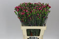 Farm Fresh Spray Carnations Berry(Bunch of 25 stems, Length 60cm)