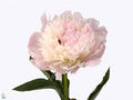 Farm Fresh Paeonia Pecher(Bunch of 10stems, Length 45cm)