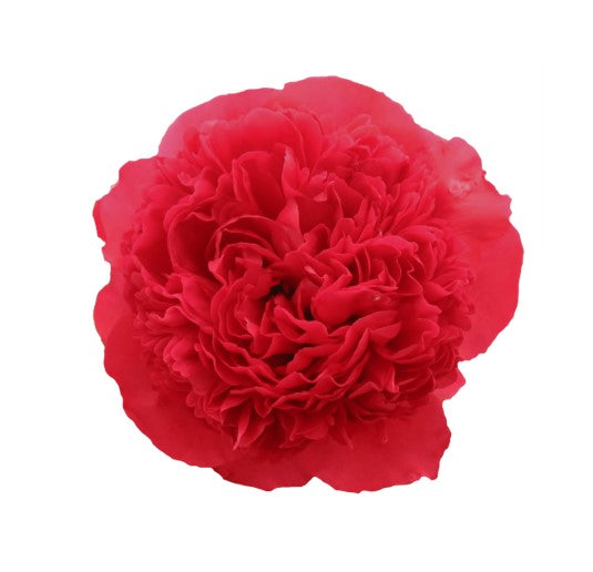 Farm Fresh Paeonia Command Performance (Bunch of 10stems, Length 55cm)