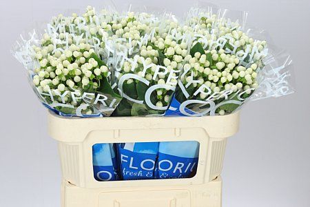 Farm Fresh Hypercium Coco Uno(Bunch of 10stems, Length 50cm)