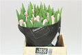Farm Fresh Tulipa En London Breed ( Bunch of 50stems, Length 42cm)