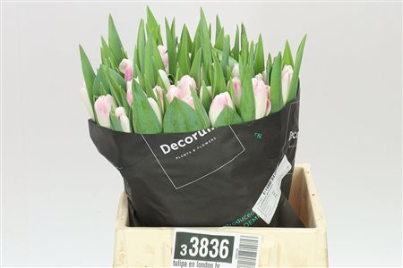 Farm Fresh Tulipa En London Breed ( Bunch of 50stems, Length 42cm)